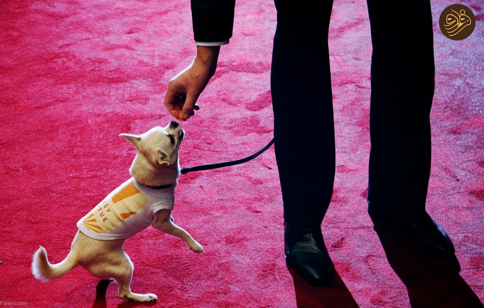 (تصاویر) حیوانات روی فرش قرمز کن