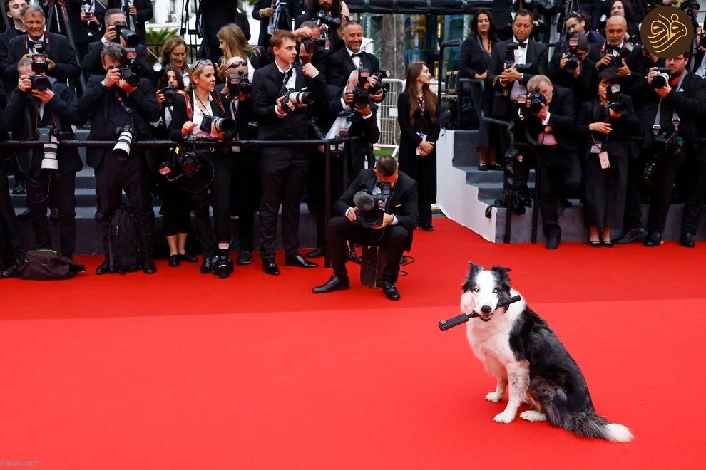 (تصاویر) حیوانات روی فرش قرمز کن