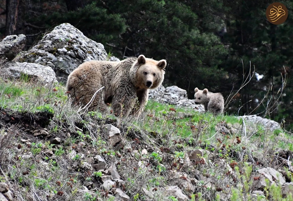 (تصاویر) از شکستن قولنج گردن زرافه تا خرس سارق و کینه عجیب تمساح از فیل‌ها