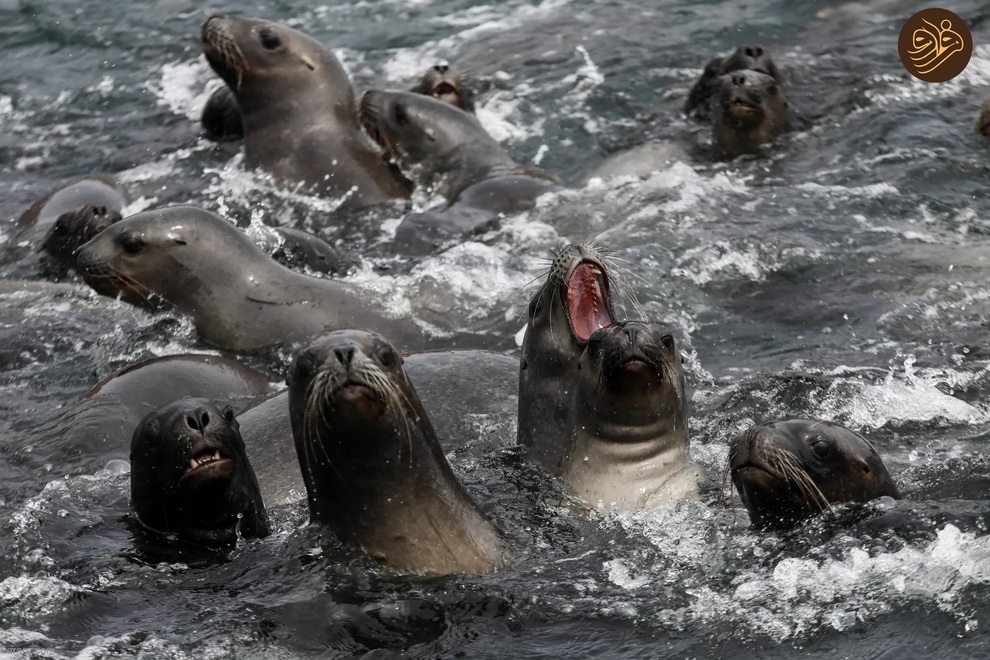 (تصاویر) از شکستن قولنج گردن زرافه تا خرس سارق و کینه عجیب تمساح از فیل‌ها
