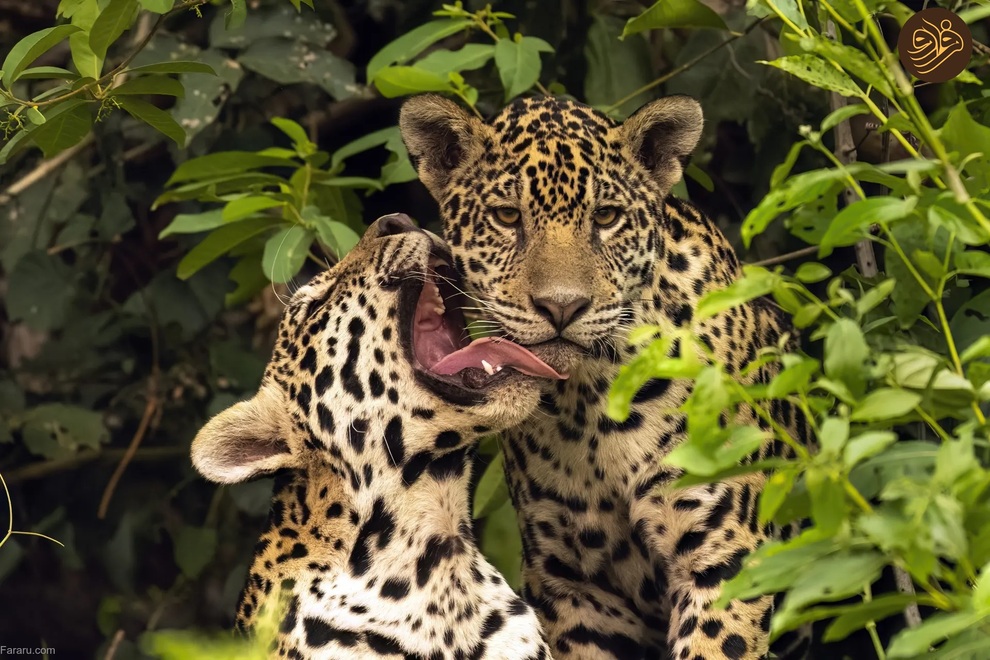 (تصاویر) از شکستن قولنج گردن زرافه تا خرس سارق و کینه عجیب تمساح از فیل‌ها