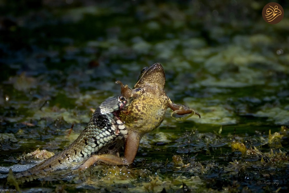 (تصاویر) از شکستن قولنج گردن زرافه تا خرس سارق و کینه عجیب تمساح از فیل‌ها