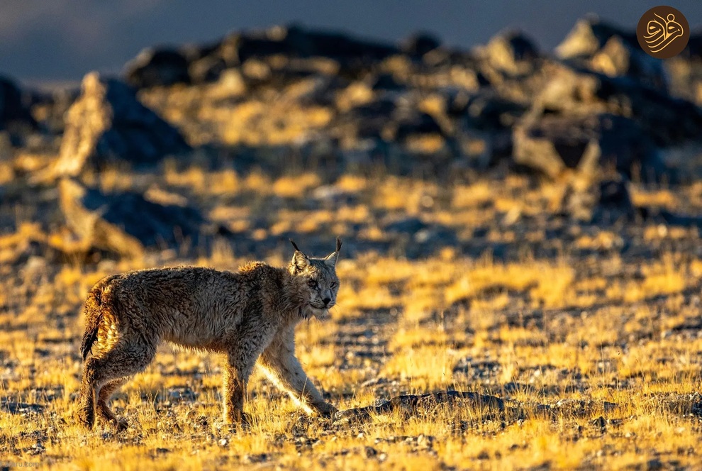 (تصاویر) از شکستن قولنج گردن زرافه تا خرس سارق و کینه عجیب تمساح از فیل‌ها