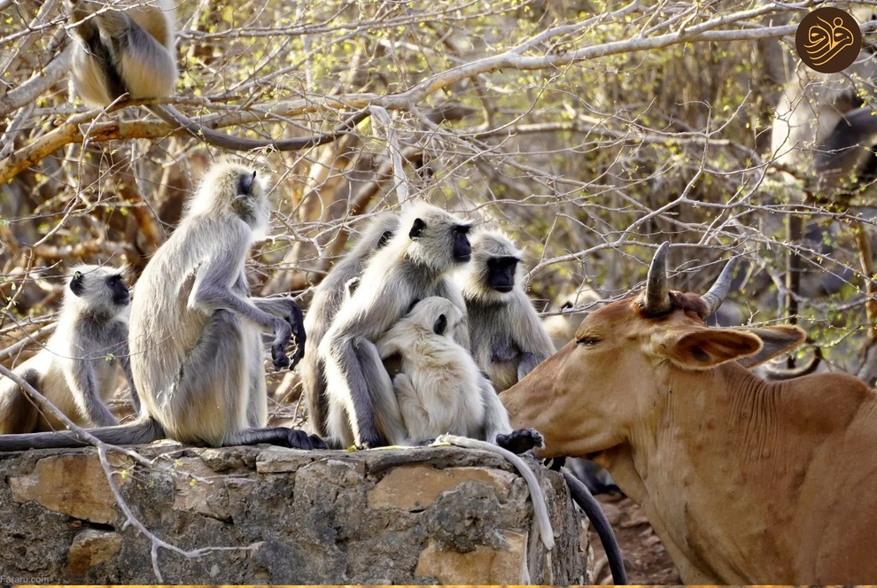 (تصاویر) از شکستن قولنج گردن زرافه تا خرس سارق و کینه عجیب تمساح از فیل‌ها