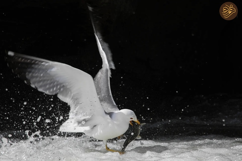 (تصاویر) از شکستن قولنج گردن زرافه تا خرس سارق و کینه عجیب تمساح از فیل‌ها