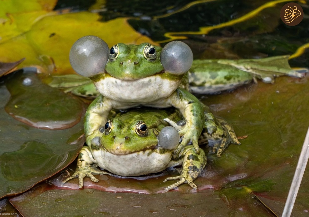 (تصاویر) از شکستن قولنج گردن زرافه تا خرس سارق و کینه عجیب تمساح از فیل‌ها