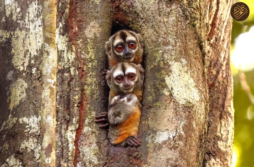 (تصاویر) از شکستن قولنج گردن زرافه تا خرس سارق و کینه عجیب تمساح از فیل‌ها