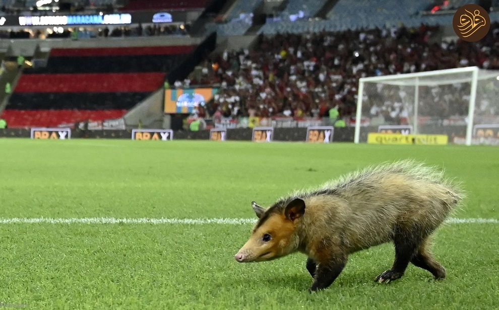 (تصاویر) از شکستن قولنج گردن زرافه تا خرس سارق و کینه عجیب تمساح از فیل‌ها