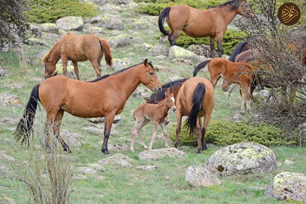 (تصاویر) از شکستن قولنج گردن زرافه تا خرس سارق و کینه عجیب تمساح از فیل‌ها