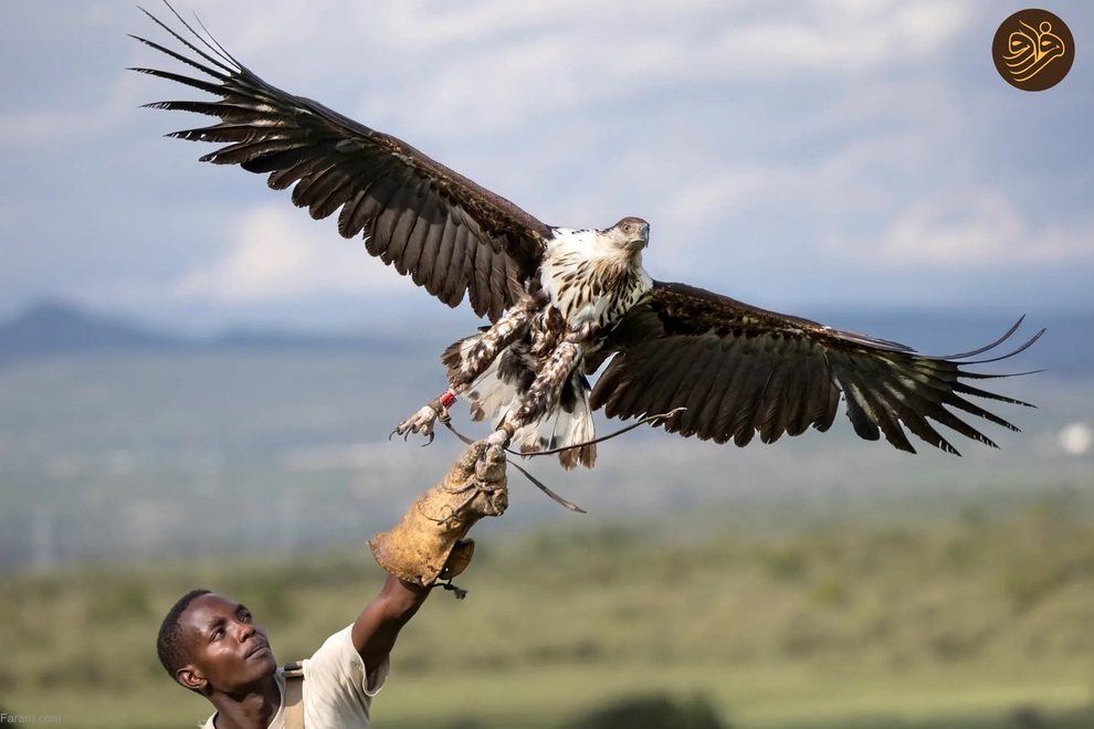 (تصاویر) از شکستن قولنج گردن زرافه تا خرس سارق و کینه عجیب تمساح از فیل‌ها