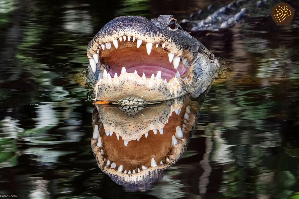 (تصاویر) از شکستن قولنج گردن زرافه تا خرس سارق و کینه عجیب تمساح از فیل‌ها