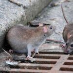 ببینید/ زندگی سخت مردم غرب تهران با موش های ۳ کیلویی