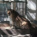 تلاش برای لاغر کردن یک پلنگ چاق در چین/ عکس