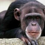 ببینید | قدردانی یک شامپانزه از عکاس فرانسوی پس از کمک گرفتن برای نوشیدن آب