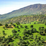 ببینید | تصاویر خیره‌کننده از جنگل‌های بلوط استان فارس