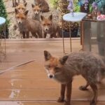 ببینید | غذا دادن یک خانواده ایرانی به روباه داخل سالن پذیرایی خانه!