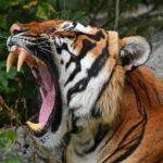 ببینید | قدرت ببر به روایت تصویر!