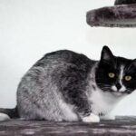 ببینید | املت خوردن گربه بامزه روی میز