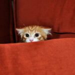 ببینید | انتقام یک زاغ از گربه طمع‌کار بالای شاخه‌های درخت!