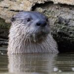 ببینید | ثبت تصویر از سمورآبی برای اولین بار در رودخانه جاده چالوس