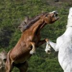 عکس | شکار لحظه مبارزه دو اسب توسط هلی‌کوپترهای ارتش فرانسه