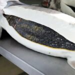 ببینید | تصاویری از گران‌ترین خاویار دنیا!