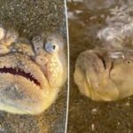 ببینید | فیلمی با بازدید میلیونی؛ کشف یک ماهی ترسناک که به آسمان خیره می‌شود