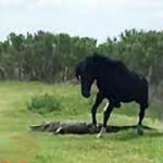 ببینید | لحظه دیدنی مبارزه اسب سیاه با کروکودیل غول‌پیکر