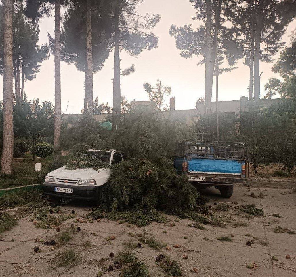 عکس | سقوط خسارت‌بار درخت روی سقف پراید و نیسان آبی در پی وزش باد شدید در ایلام
