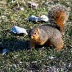 ببینید | تصاویری از توپ بازی بامزده یک سنجاب در حیاط خانه