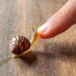 ببینید | لحظه بی‌نظیر غذا خوردن دو حلزون از نمای نزدیک!