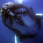 ببینید | آواز خوندن یک وال بزرگ در اعماق اقیانوس