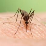 ببینید / پشۀ آئدس در کدام مناطق کشور وجود دارد؟