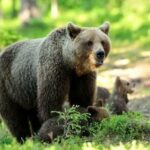 تصاویری از پرسه دو خرس قهوه ای در ارتفاعات جنگلی لنگرود