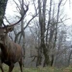 ثبت نخستین تصاویر از گله ۶ رأسی مرال نر در جنگل‌های هیرکانی گیلان