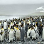 ببینید | نجات یک بچه پنگوئن توسط دانشمندان روسیه