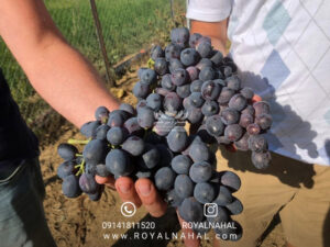 بهترین نهال ها انگور