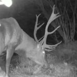 ببینید/ بزرگترین مرال نر جنگل‌های هیرکانی شکار دوربین شد