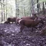 ببینید / تصویری کم سابقه؛ گله مرال‌ها در جنگل‌های هیرکانی گیلان