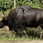 ببینید | فیلمبرداری جنگلبانان از یک گاومیش وحشی قدرتمند در بشادی لهستان