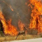 ببینید | آتش به جان جنگل‌های بلوط کوه‌ چنار افتاد