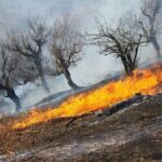 ببینید | مهار آتش جنگل‌های کوهچنار