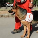 ببینید/ مهارت “راشا”، یک هلال احمر در جست‌وجوى مصدومان و شهداى جنگ ١٢ روزه