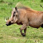 ببینید | غافلگیری سرباز روس توسط یک گراز وسط جنگ