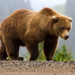 ببینید | کوهنوردی خرس قهوه‌ای و توله‌هایش در اردبیل