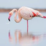 ببینید | قدم زدن فلامینگو در خیابانی در دبی