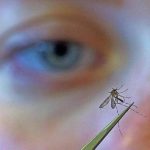 ببینید |  آمادگی کامل ارتش فرانسه برای مقابله با پشه‌ها