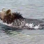 ببینید | یک توله خرس در کامچاتکا روسیه هنگام ماهیگیری با حادثه ناگواری روبرو شد!