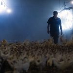 ببینید | کمبود نیروی انسانی در مرغداری‌ها پس از اخراج اتباع افغانستانی