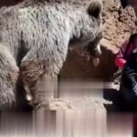ببینید | لحظه ترسناک سیلی زدن خرس به یک دختر در مشگین شهر اردبیل
